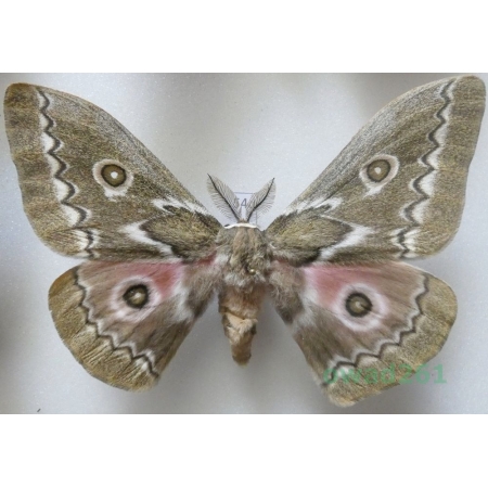 Gonimbrasia tyrrhea (Cramer, 1775) male ex. ovo South Africa 117mm54d